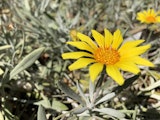 Close up of a flower - shot by iPhone 8