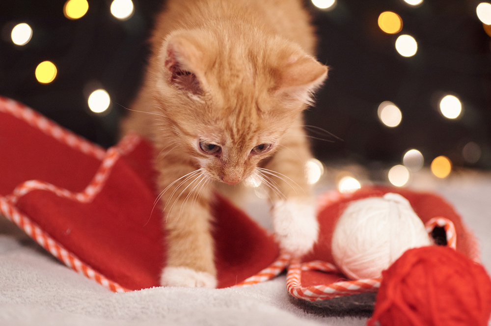 Christmas deal roundup: The best mobile plan offers