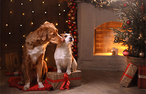 Silly season special: Virgin Mobile offers $20 off its $80 plan with selected phones