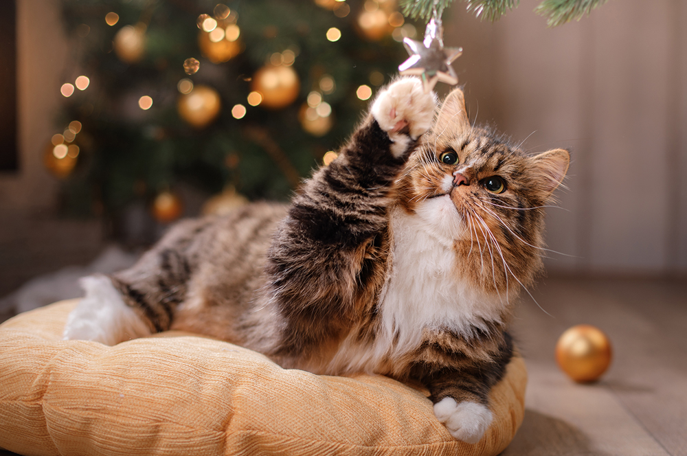 Virgin has a very good Christmas deal: 15GB for $32 a month