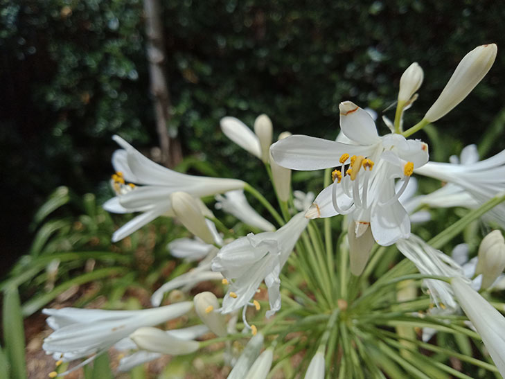 OPPO A73 camera sample: flower OPPO A73 camera sample: flower