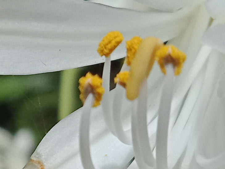 OPPO A73 camera sample: 100% crop of flower OPPO A73 camera sample: 100% crop of flower