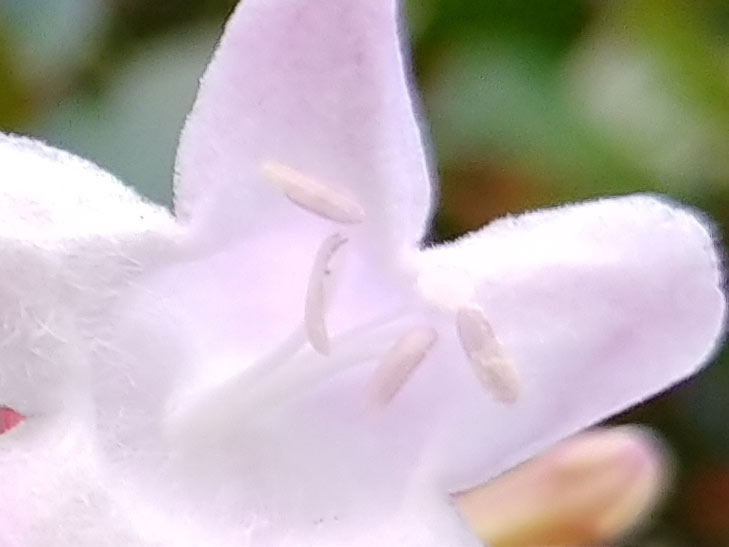 LG V30+ camera sample: 100% crop of flower LG V30+ camera sample: 100% crop of flower