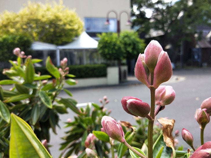 OPPO R11s camera sample: flower OPPO R11s camera sample: flower