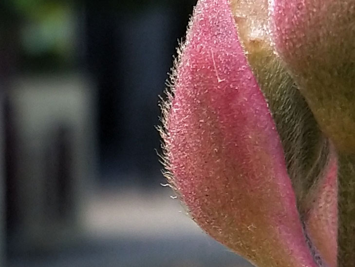 OPPO R11s camera sample: 100% crop of flower OPPO R11s camera sample: 100% crop of flower