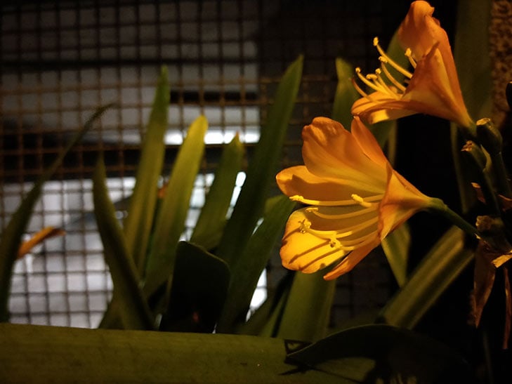 OPPO R11s camera sample: flower at night OPPO R11s camera sample: flower at night