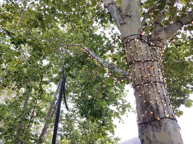 OPPO R11s camera sample: a tree OPPO R11s camera sample: a tree