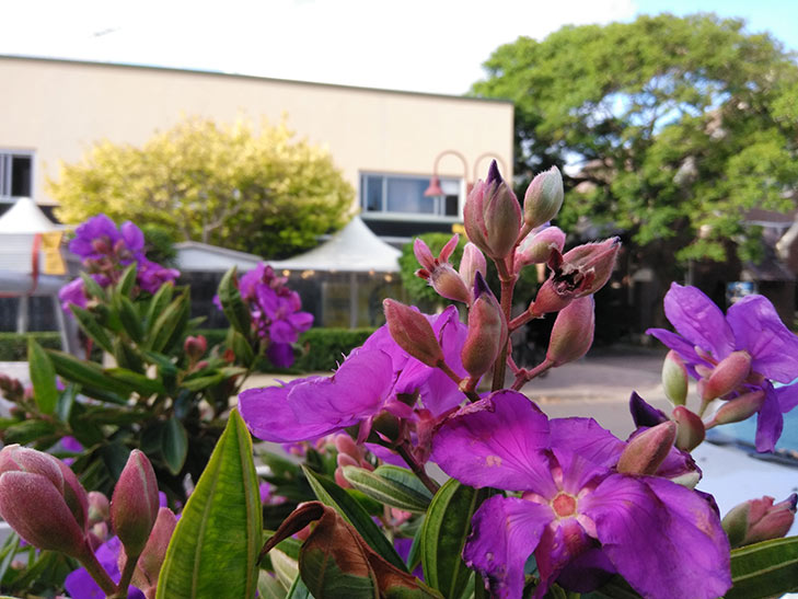 Telstra Tough Max 2 camera sample: flower Telstra Tough Max 2 camera sample: flower