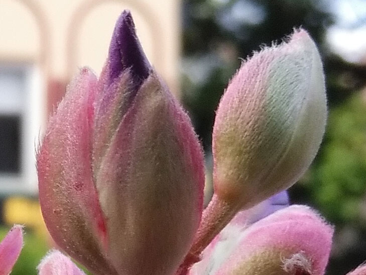 Telstra Tough Max 2 camera sample: 100% crop of flower Telstra Tough Max 2 camera sample: 100% crop of flower