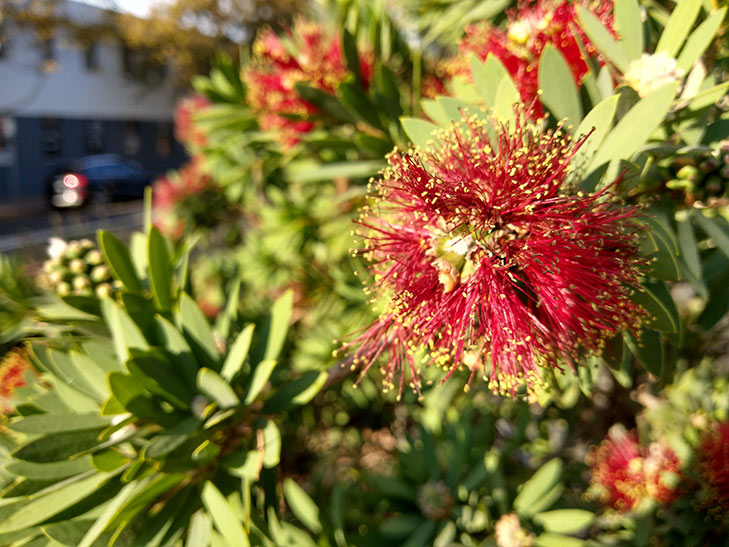 HTC U11 Life camera sample: flower HTC U11 Life camera sample: flower