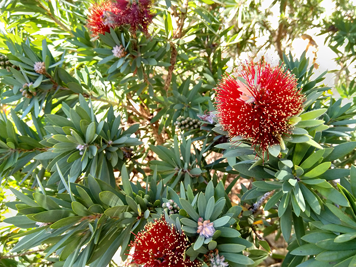 Nokia 6.1 camera sample: flower Nokia 6.1 camera sample: flower