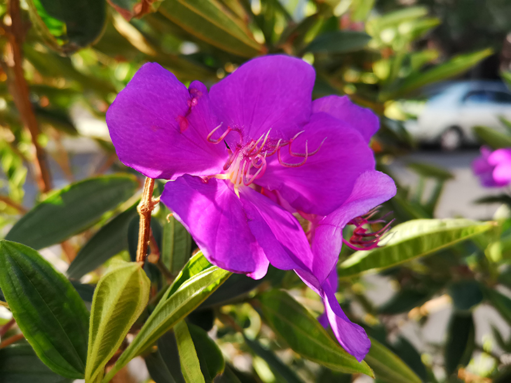 Huawei P20 Pro camera sample: flower