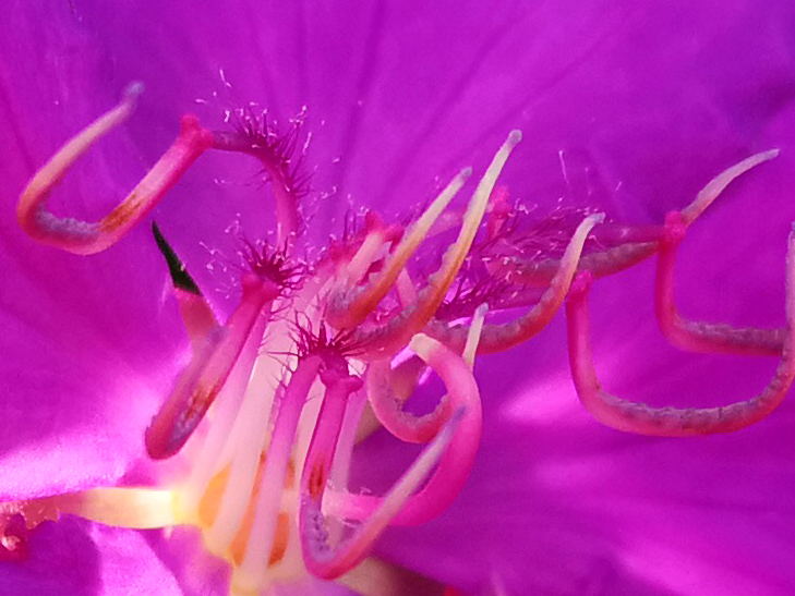 Huawei P20 Pro camera sample: 100% crop of flower