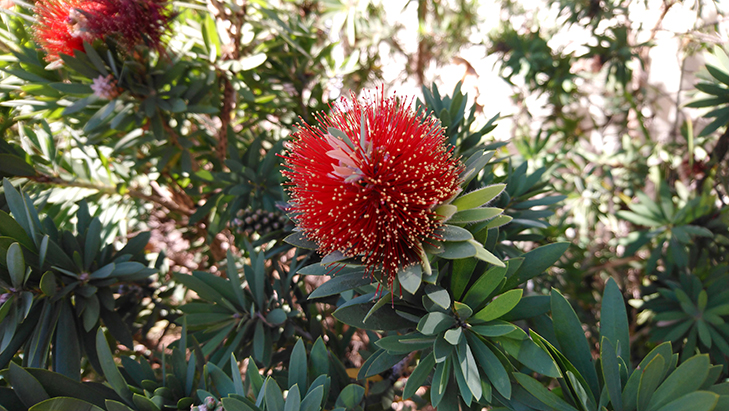 Sony Xperia XA2 camera sample: flower