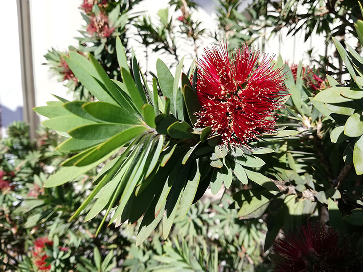 Huawei Nova 3e camera sample: flower