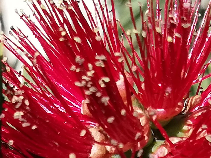 Huawei Nova 3e camera sample: 100% crop of flower