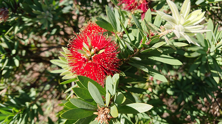 Sony Xperia X2 camera sample: flower Sony Xperia X2 camera sample: flower