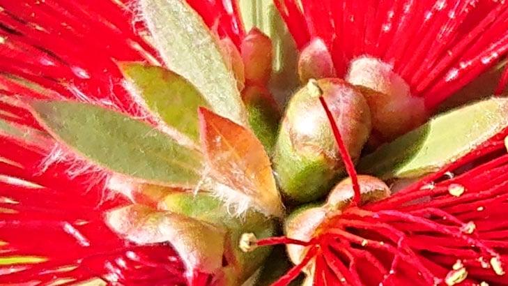 Sony Xperia X2 camera sample: 100% crop of flower Sony Xperia X2 camera sample: 100% crop of flower