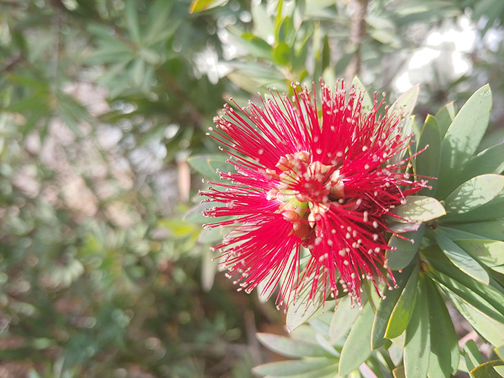 LG G7 camera sample: flower LG G7 camera sample: flower