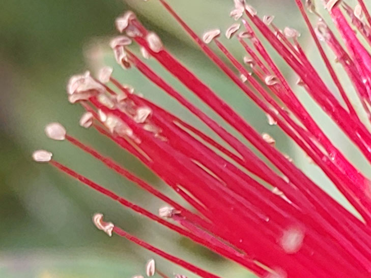 LG G7 camera sample: 100% crop of flower LG G7 camera sample: 100% crop of flower
