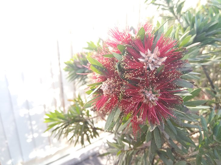 Nokia 3.1 camera sample: flower Nokia 3.1 camera sample: flower