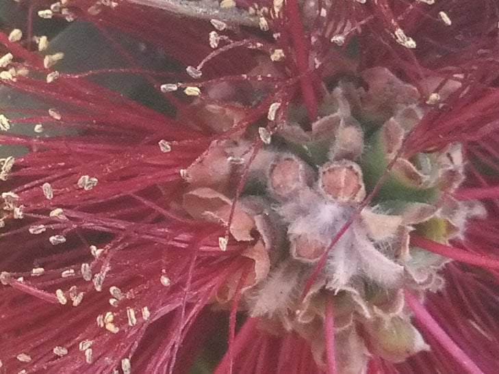 Nokia 3.1 camera sample: 100% crop of flower Nokia 3.1 camera sample: 100% crop of flower