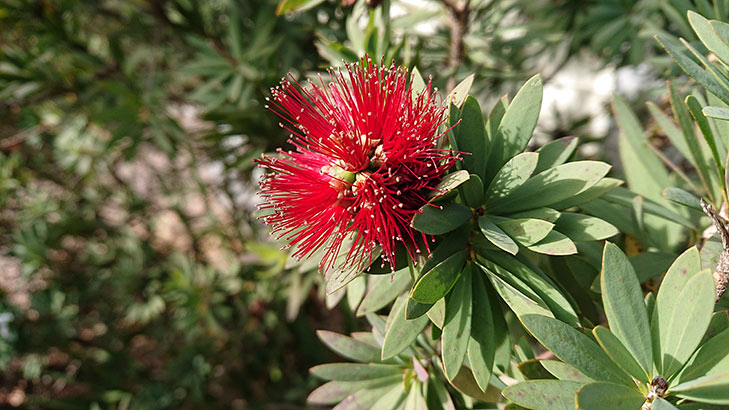 Sony Xperia XZ2 Compact camera sample: flower Sony Xperia XZ2 Compact camera sample: flower