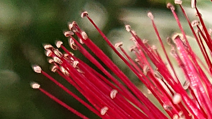 Sony Xperia XZ2 Compact camera sample: 100% crop of flower Sony Xperia XZ2 Compact camera sample: 100% crop of flower