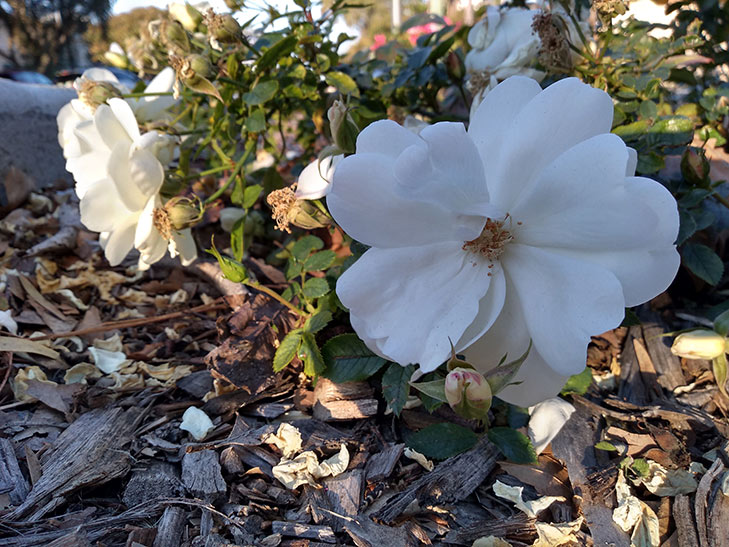 Moto E5 camera sample: flower Moto E5 camera sample: flower