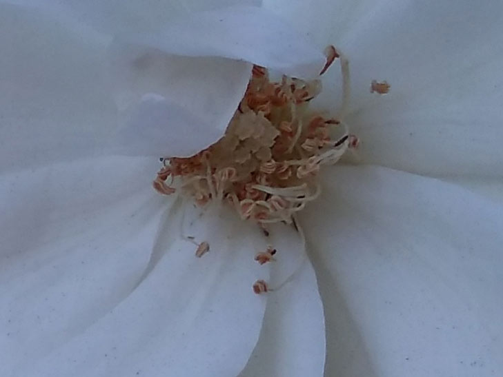 Moto E5 camera sample: 100% crop of flower Moto E5 camera sample: 100% crop of flower