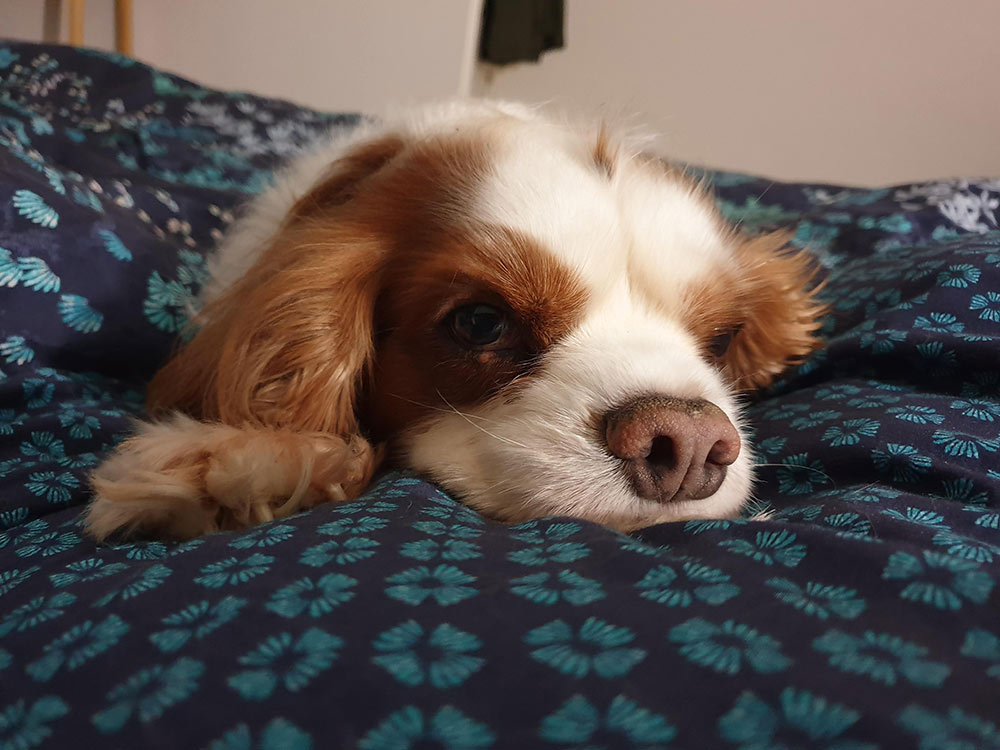 Samsung Galaxy Note 9 Review camera sample Samsung Galaxy Note 9 Review camera sample