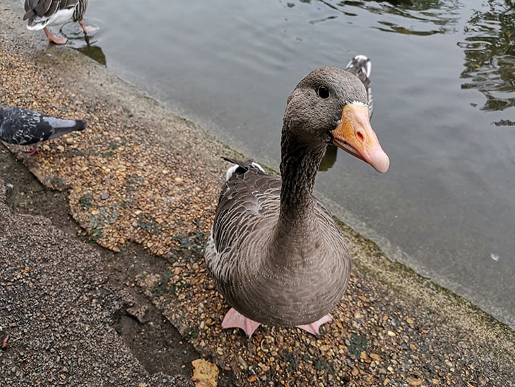 Huawei Mate 20 Pro camera sample: Sir Quackington Huawei Mate 20 Pro camera sample: Sir Quackington