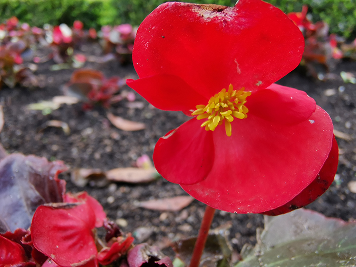 Huawei Mate 20 Pro camera sample: flower Huawei Mate 20 Pro camera sample: flower