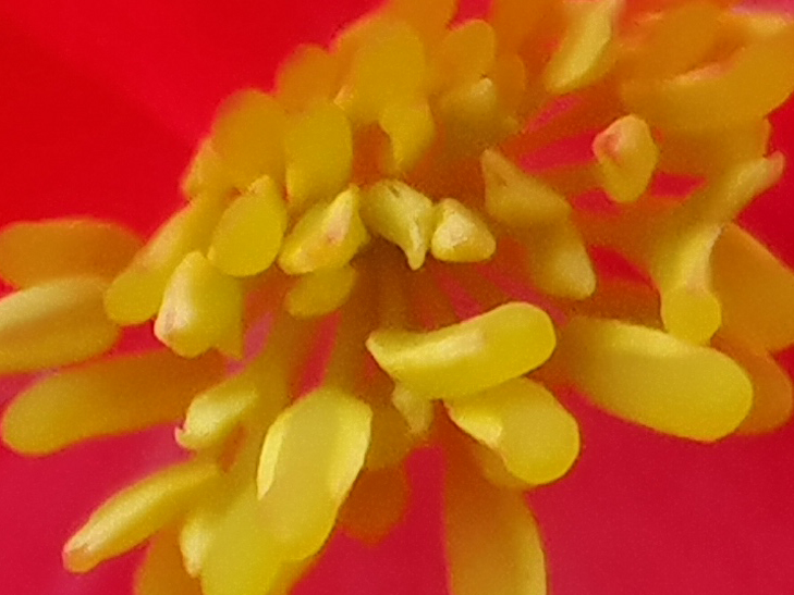 Huawei Mate 20 Pro camera sample: 100% crop of flower Huawei Mate 20 Pro camera sample: 100% crop of flower