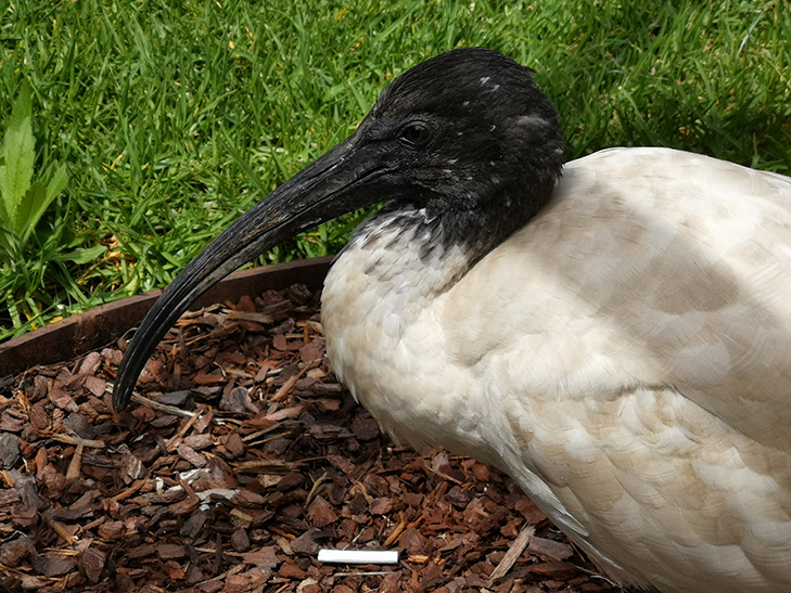 Huawei Mate 20 Pro camera sample: bin chicken and ciggy butt Huawei Mate 20 Pro camera sample: bin chicken and ciggy butt
