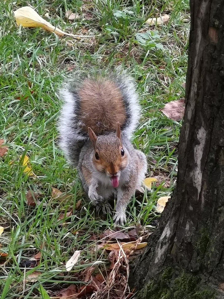 Huawei Mate 20 Pro camera sample: squirrel Huawei Mate 20 Pro camera sample: squirrel