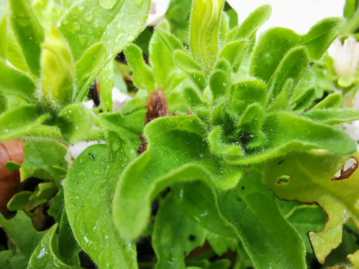 Huawei Mate 20 Pro camera sample: supermacro Huawei Mate 20 Pro camera sample: supermacro