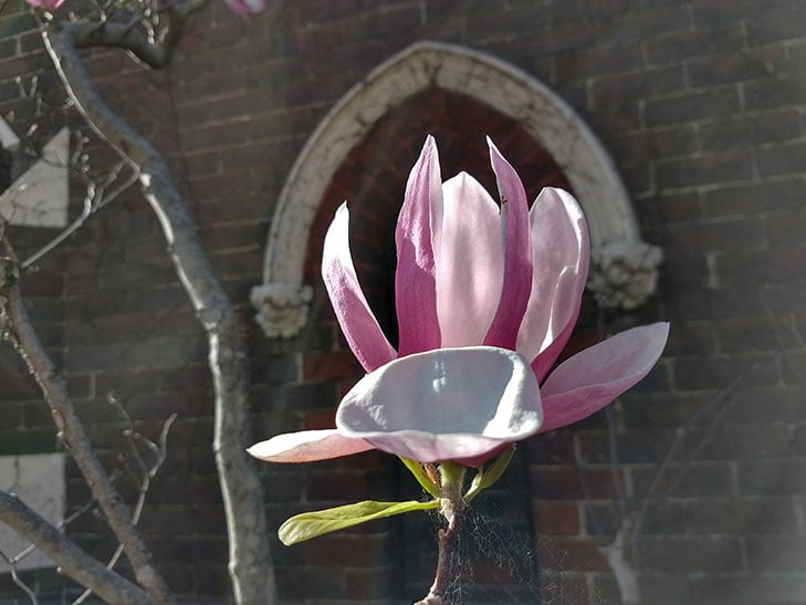 Moto G6 Plus camera sample: another flower