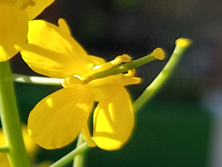 Moto G6 Plus camera sample: 100% crop of flower