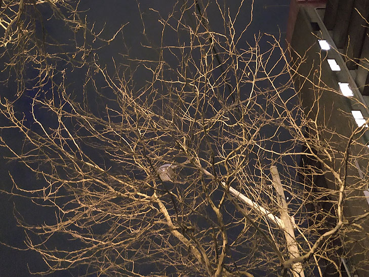 Moto G6 Plus camera sample: a tree at night