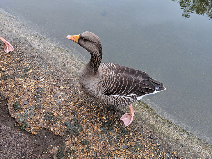 Pixel 3 camera sample: Quackly Pixel 3 camera sample: Quackly