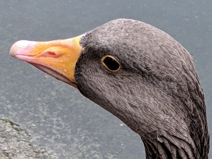 Pixel 3 camera sample: 100% crop of Quackly Pixel 3 camera sample: 100% crop of Quackly