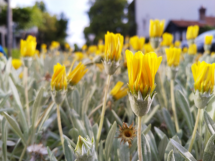 Nokia 7.1 camera sample: flowers Nokia 7.1 camera sample: flowers