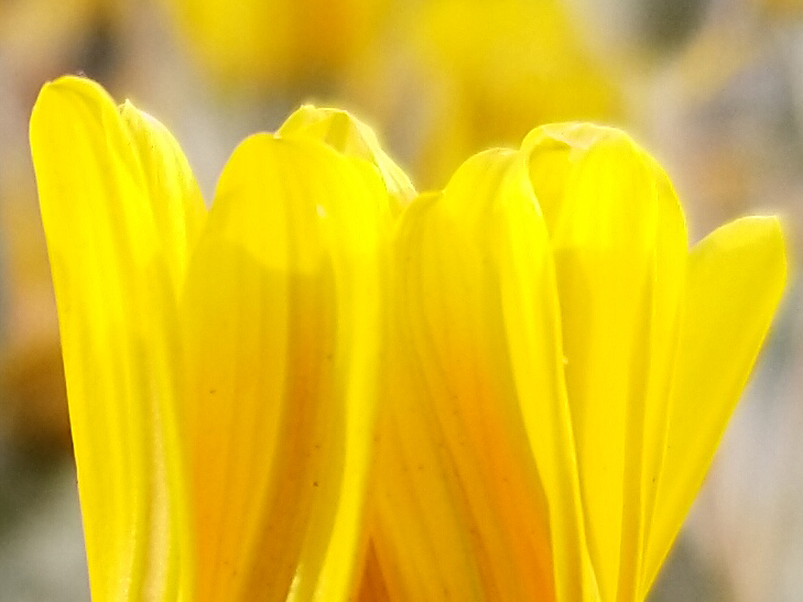 Nokia 7.1 camera sample: 100% crop of flowers Nokia 7.1 camera sample: 100% crop of flowers