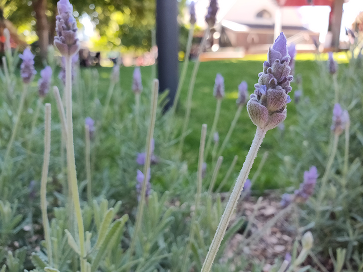 OPPO R17 Pro camera sample: flower
