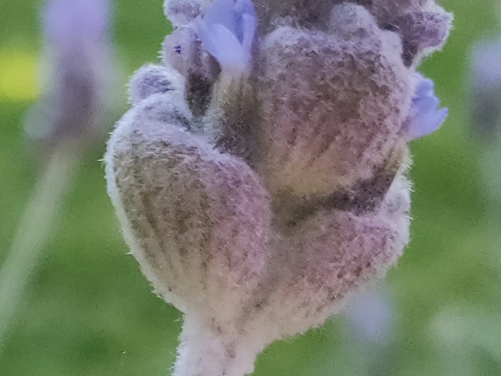 OPPO R17 Pro camera sample: 100% crop of flower