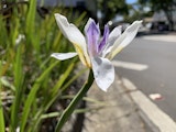 Close up of a flower - shot by iPhone XR