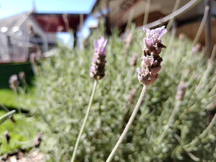 Razer Phone 2 camera sample: flowers Razer Phone 2 camera sample: flowers