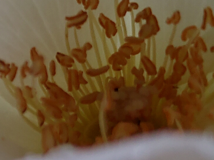 Nokia 8.1 camera sample: 100% crop of flower Nokia 8.1 camera sample: 100% crop of flower