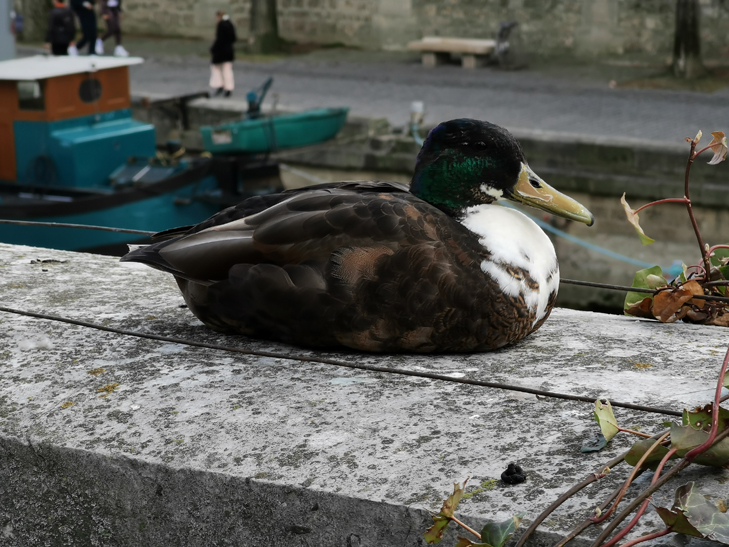 Huawei P30 Pro camera sample: duckly Huawei P30 Pro camera sample: duckly